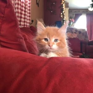 Meet your Posher, Corenne